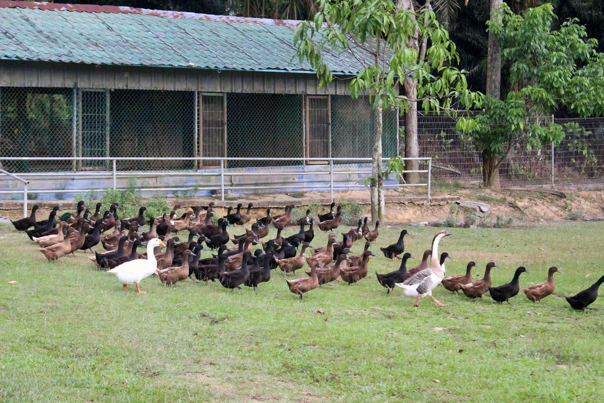Savanna Hill Resort Ulu Tiram Exterior foto